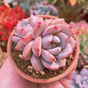 新入荷 多肉植物 オレンジモンローxラウイ 群生 るる農園 新入荷 多肉植物 オレンジモンローxラウイ 群生 るる農園