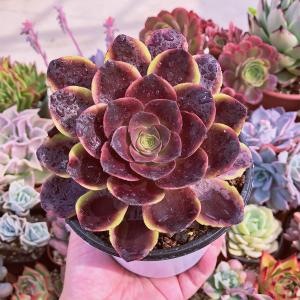 多肉植物 Aeonium ブラックチェリー 新入荷 るる農園 : るる農園