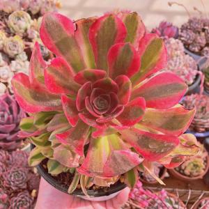 【新価格】エケべリア　韓国苗　ブラックチェリー 大苗　多肉植物 多肉植物 Aeonium ブラックチェリー 新入荷 るる農園 : るる農園
