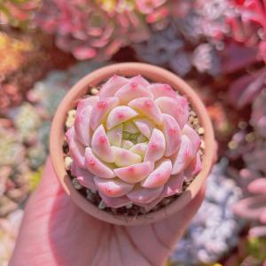 多肉植物　新品種　ストロベリーソーダ　るる農園　