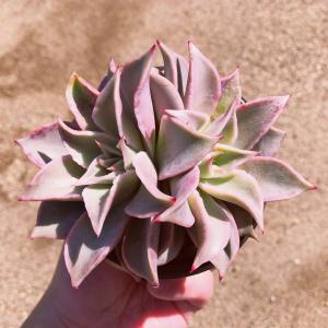 多肉植物　マディバ　大群生　るる農園　