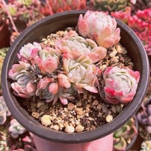 新入荷 多肉植物 ピンクベリー 大群生 るる農園 Taniku るる農園 通販 Yahoo ショッピング