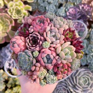 るる農園寄せ植え用セットの詳細画像3