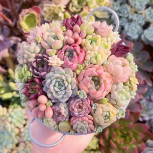 るる農園寄せ植え用セットの詳細画像4
