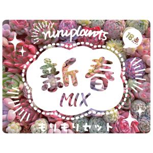 第二弾新春mixモリモリセット(18苗入り)