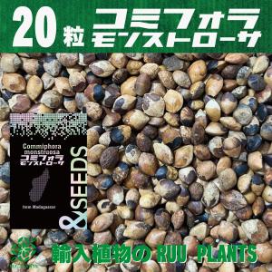 【種子20粒】コミフォラ・モンストローサ Commiphora monstruosa (20)｜ruuplants