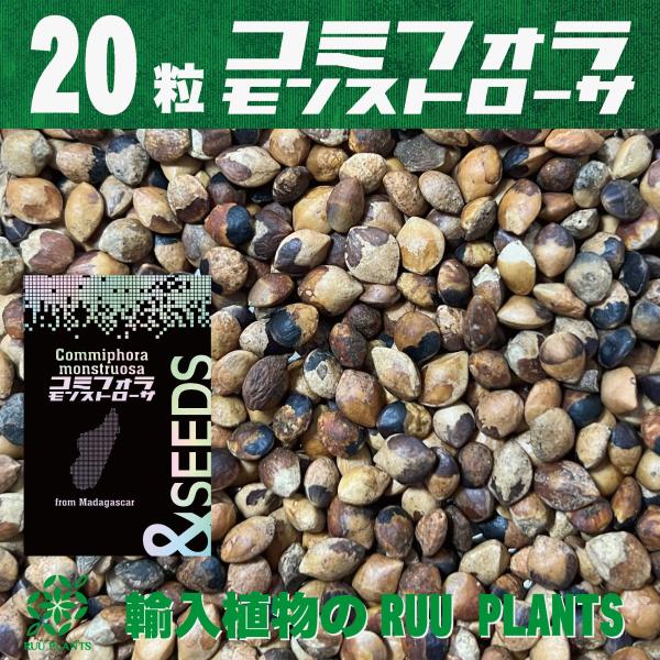 【種子20粒】コミフォラ・モンストローサ Commiphora monstruosa (20)