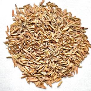 ★種子20粒　パキポディウムグラキリス 2026入荷種子Pachypodium rosulatum var. gracilius　種