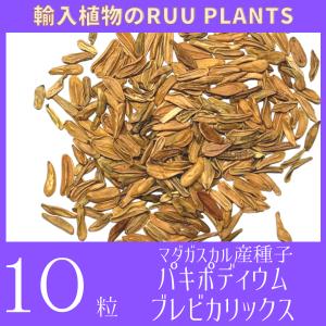 【種子10粒】 パキポディウム・ブレビカリックス Pachypodium brevicalyx｜輸入植物のRUU PLANTS