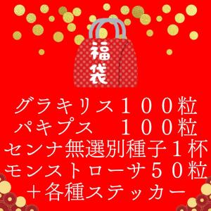 2026年種子福袋（グラキリス、パキプス、センナ、モンストローサ）