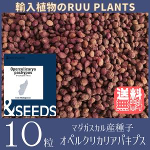 【種子10粒】オペルクリカリア・パキプス Operculicarya pachypus　種｜ruuplants