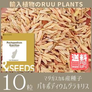 【種子10粒】パキポディウムグラキリス Pachypodium rosulatum var. gracilius　種