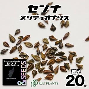 【種子20粒】　センナ・メリディオナリス種子｜ruuplants