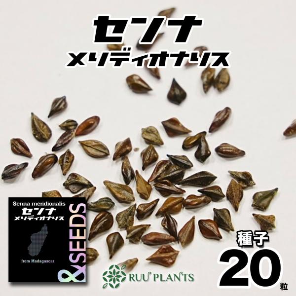 【種子20粒】　センナ・メリディオナリス種子