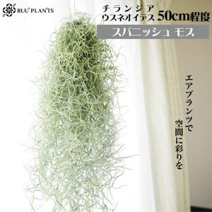 エアプランツ スパニッシュモス 2束 Tillandsia usneoides Spanish