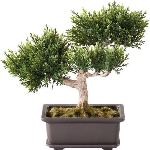 リーフ ブッシュ 20cm 杉盆栽(苔付き) 庭石・プラ竹・和風用材[ONSLEGD7420]