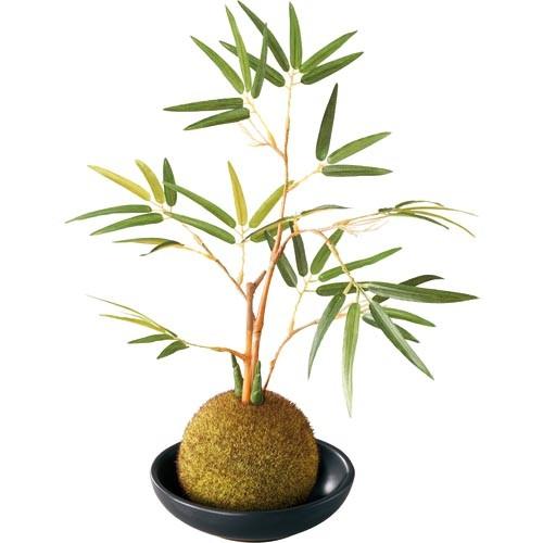 25cm 竹苔玉盆栽(陶器鉢入り) 和風用材[ONSLEGD7423]