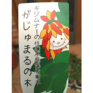 ◇ガジュマル・3号◇手のひらサイズ!の詳細画像4