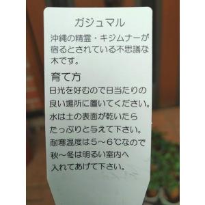 ◇ガジュマル・3号◇手のひらサイズ!の詳細画像5