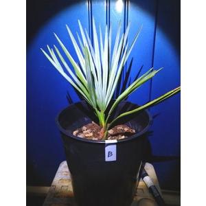 チャメロップス 7号◇チャメロプス フミリス ...の詳細画像1