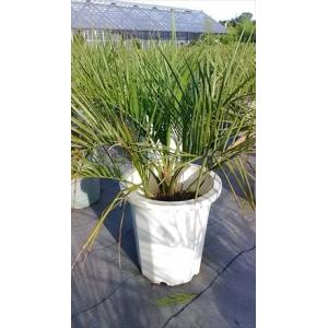 ≪ココスヤシ・80≫リゾート庭木♪お任せ株！