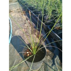 ◇ユッカ・カルネロサナ 7号◇実生 お任せ苗◇Yucca carnerosana