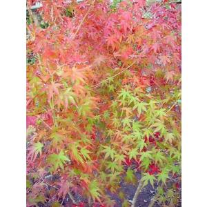 ☆いろはもみじ☆≪イロハ紅葉・単木200≫☆イロハモミジ☆お任せ苗