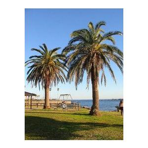 ◇フェニックス・ナツメヤシ・10号◇国産デーツ苗！◇全長80CM前後