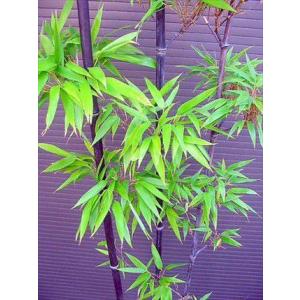 クロチク≪黒竹・150≫クロタケくろたけ（S）お手頃サイズ！お任せ苗