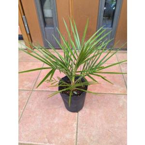 ◇フェニックス・ナツメヤシ・10号◇国産デーツ苗！◇全長80CM前後