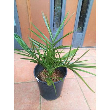 ◇フェニックス・ナツメヤシ・7号◇国産デーツ苗！◇全長50CM前後・リゾート庭木♪品薄！