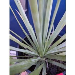 耐寒性ユッカ◇レクルビフォリア・バリエガータ◇庭用リゾート