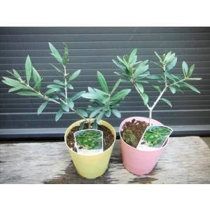 ♪オリーブ苗木≪お任せ2品種セット・SS≫お買...の詳細画像1