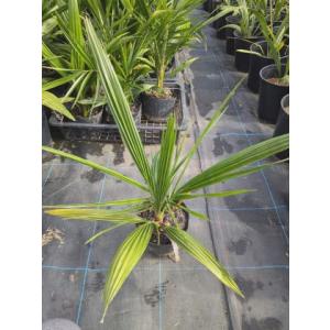 ◇フェニックス・ナツメヤシ・10号◇国産デーツ苗！◇全長80CM前後