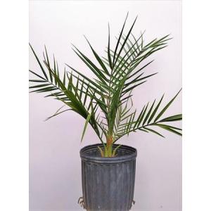 ≪フェニックス レクリナータ 7号 ≫◎セネガルヤシ 60◎オオカミヤシ・Phoenix recli...