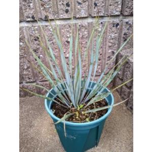 ◇ユッカ・フィリフェラ 7号 実生 お任せ苗◇Yucca filifera◇ドライ