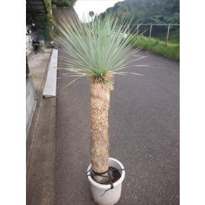 ユッカ フリフェラ　子株つき　約100cm 白鉢付き ◇ユッカ・フィリフェラ 7号 実生 お任せ苗◇Yucca filifera◇ドライ
