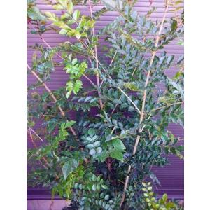 シマトネリコ 樹高1.5m前後(根鉢含まず) 株立ち シンボルツリー 庭木