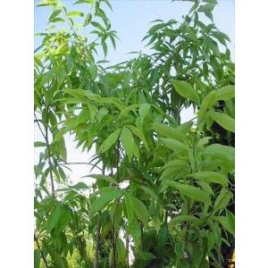 耐寒性ユッカ◇レクルビフォリア・バリエガータ◇庭用リゾート