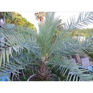 ◇フェニックス・ナツメヤシ・10号◇国産デーツ苗！◇全長80CM前後