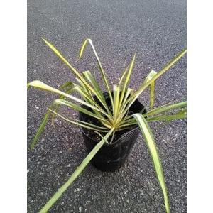 ◇ユッカ・カルネロサナ 7号◇実生 お任せ苗◇Yucca carnerosana