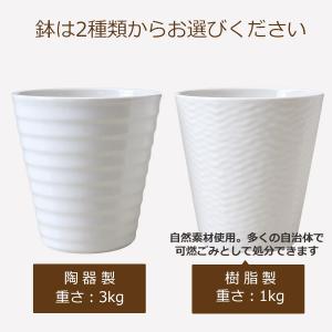 光触媒 胡蝶蘭 造花 7本立 白 ホワイト| ...の詳細画像5