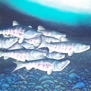 【 日本画 原画 鮭帰る （Ｓ５０）１１６．７×１１６．７ 仮額付 】 萩原緑風（横山大観の孫弟子）作品