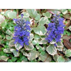 アジュガ　１ポット