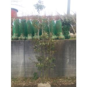 大株ソヨゴ株立ち  高さ2ｍ50cm