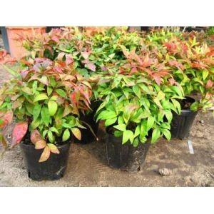 オタフクナンテン 高さ２０ｃｍ10ポットセットポット苗 グランドカバー 低木 庭木 常緑樹 冬に真っ赤に紅葉します 901 緑華園 通販 Yahoo ショッピング