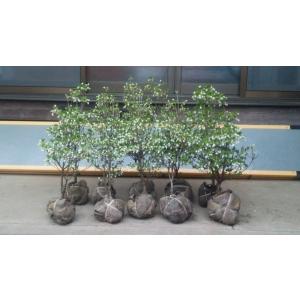 緑華園 ドウダンツツジ セット販売 Yahoo ショッピング