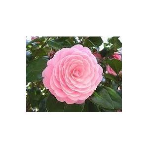 乙女椿 オトメツバキ樹高２ ０ｍ 華麗なピンク色 T002 緑華園 通販 Yahoo ショッピング