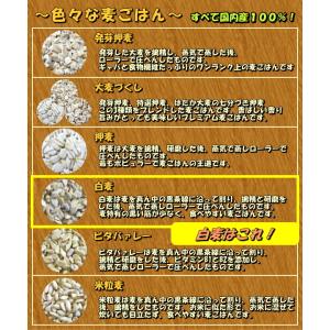 国産 白麦 業務用 20kg【送料無料】 ( ...の詳細画像4