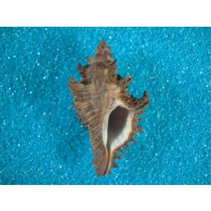 リュウグウウボラ : 貝殻ストア - 通販 - Yahoo!ショッピング